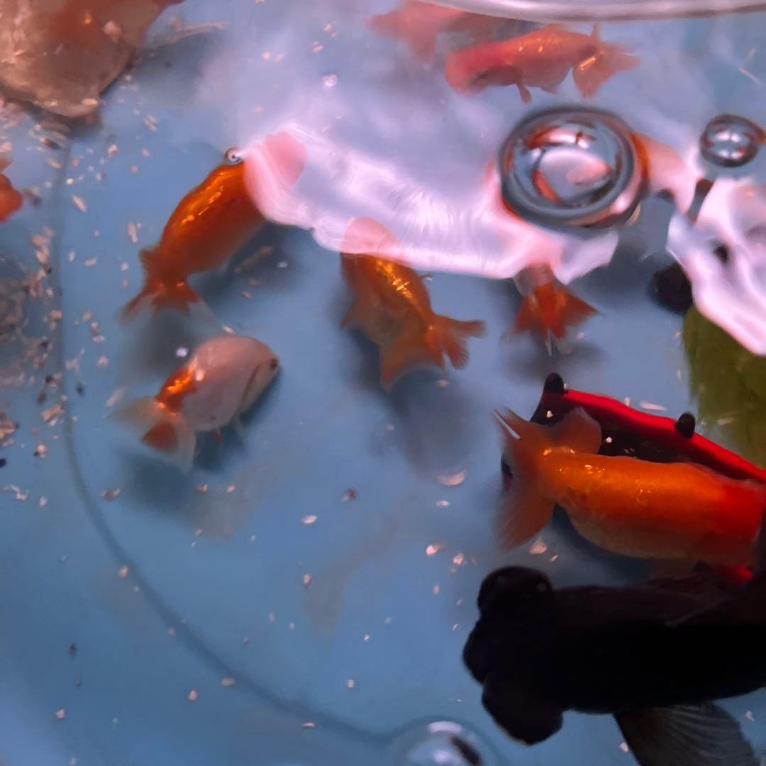 丸太の池、丸太、切り抜き丸太、金魚の池、丸太のプランター