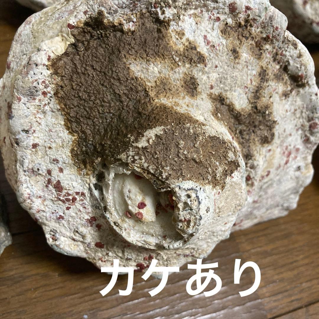 【沖縄産】大きめ夜光貝の殻　まとめ売り　11個　約11.9㎏