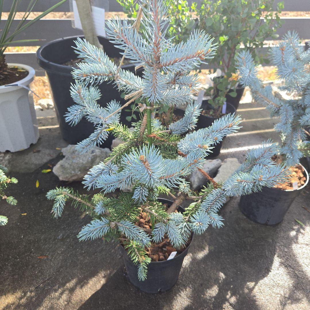 ①　プンゲンス　トウヒ　ホプシー　７号　最高等級極上品‼️