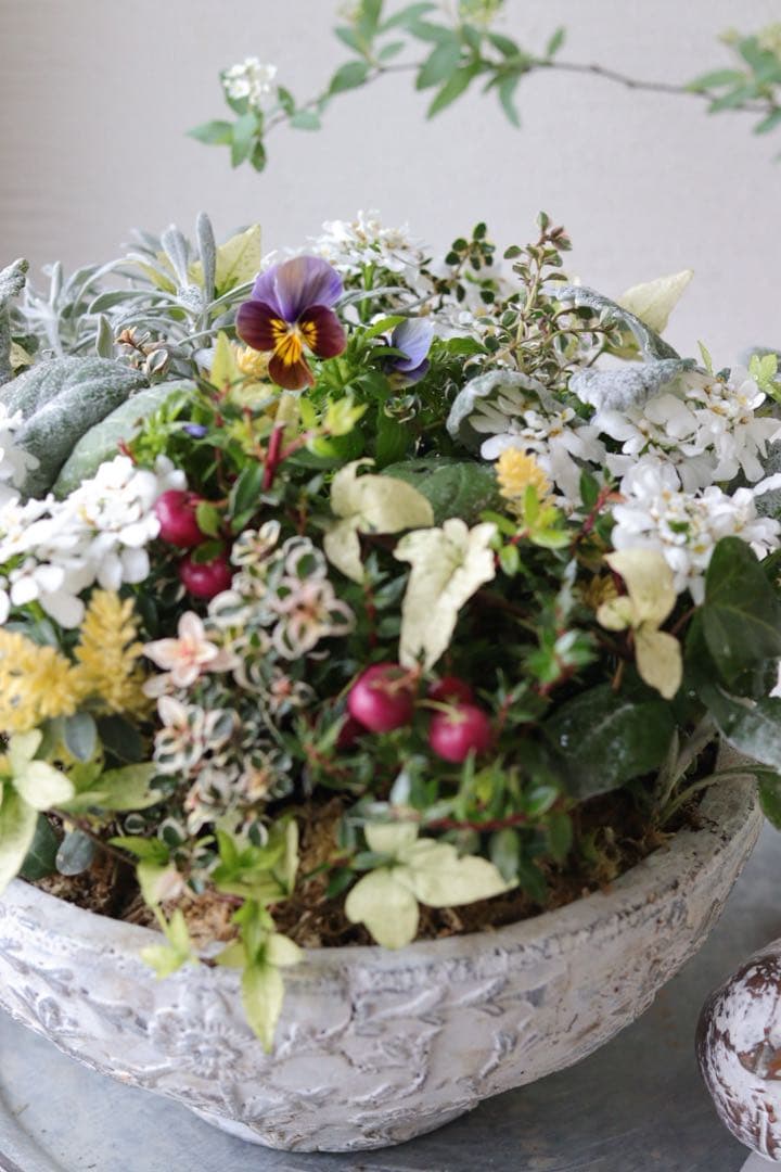 イベリスとカラーリーフのエレガントな春寄せ植え