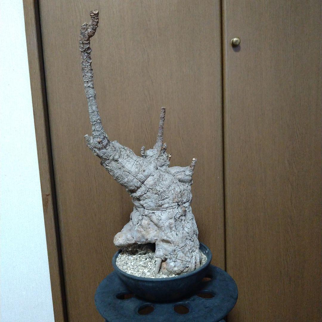 ▲現地球 大株 希少 Firmiana colorataファルミアナ コロラータ