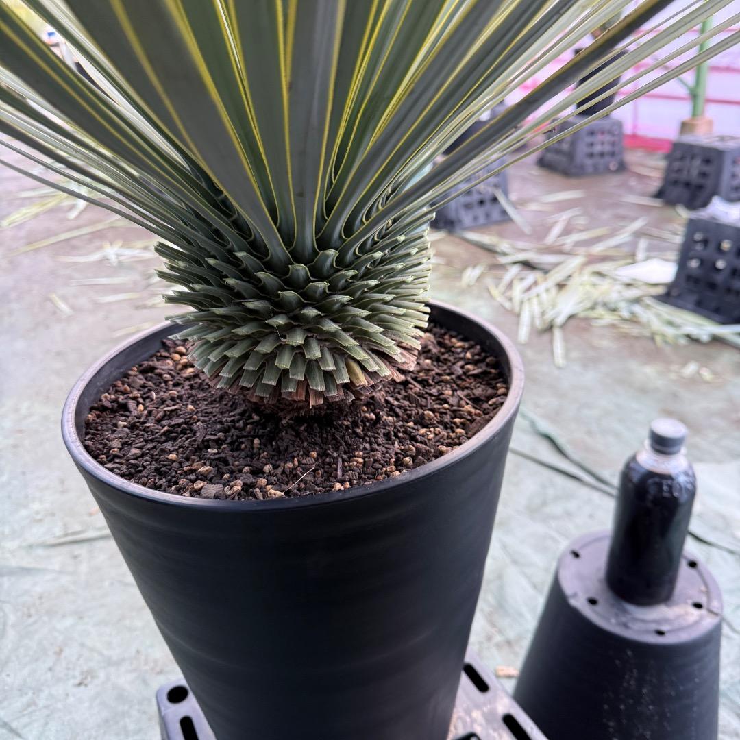 【AL1101】ユッカ　ロストラータ　超美形