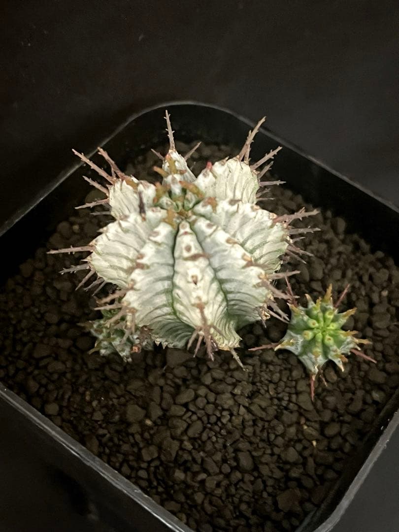 12/28まで出品 ユーフォルビアホリダ 宇田ゼブラ×関上No.1ゼブラホリダ