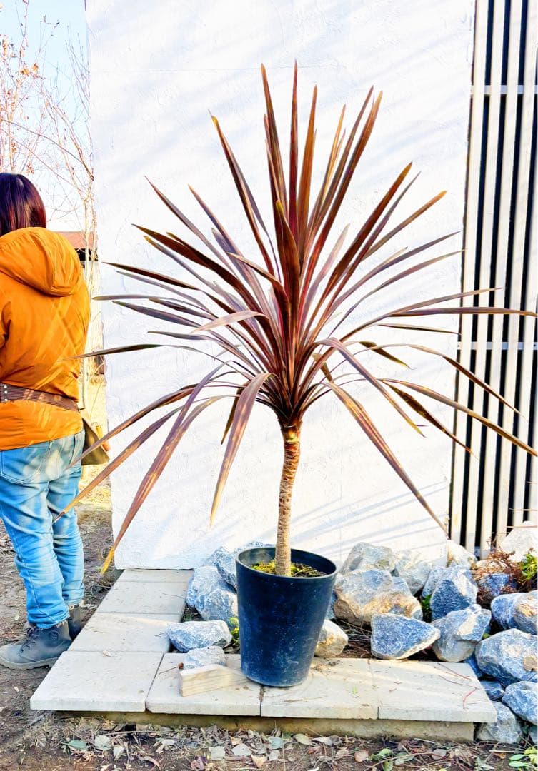 超大株！コルジリネ コーヒークラシック1.6M(鉢底から)品番A☆数量限定セール