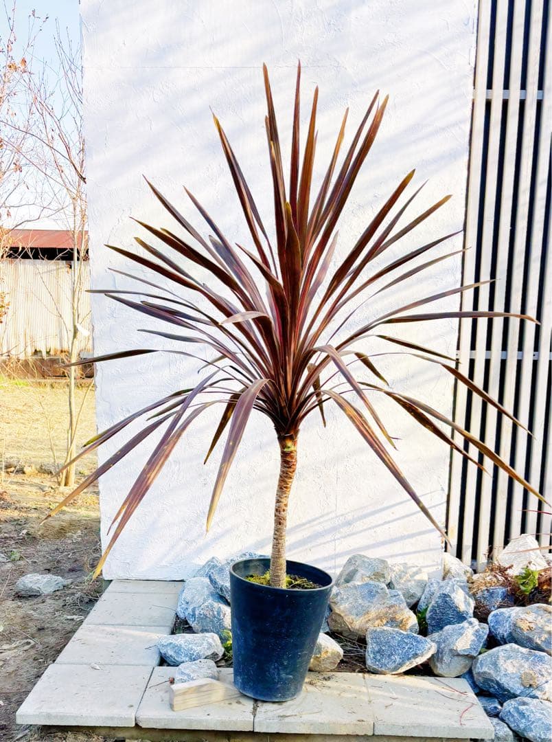 超大株！コルジリネ コーヒークラシック1.6M(鉢底から)品番A☆数量限定セール