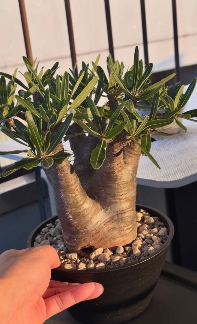 グラキリス　現地球発根株　中型 鉢ごと発送