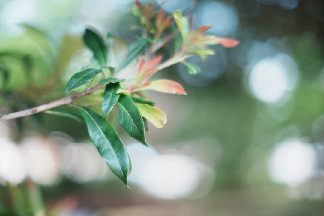 【美品】動作◎ オリンパス G.Zuiko auto 50mm F1.4 514