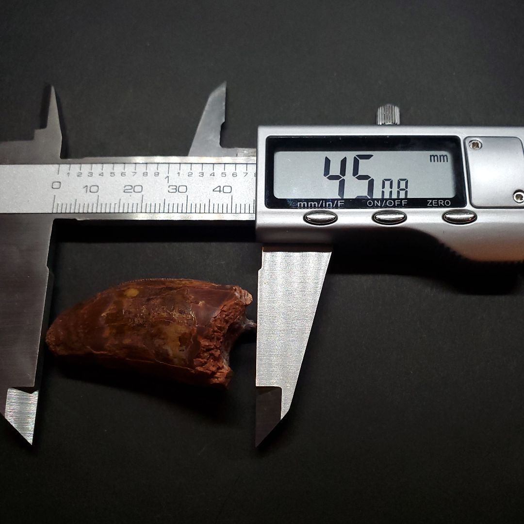 カルカロドントサウルス 歯 化石 本物 モロッコ産 45.08mm  fca10