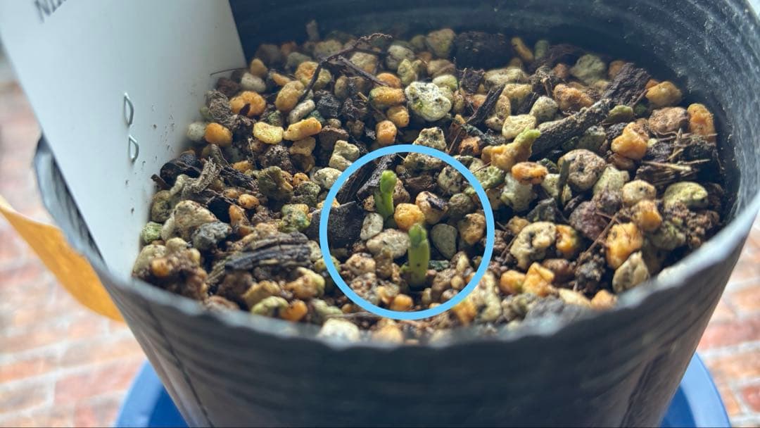 クリスマスローズ　原種　アトロルーベンス　デュメトルム　など　交配