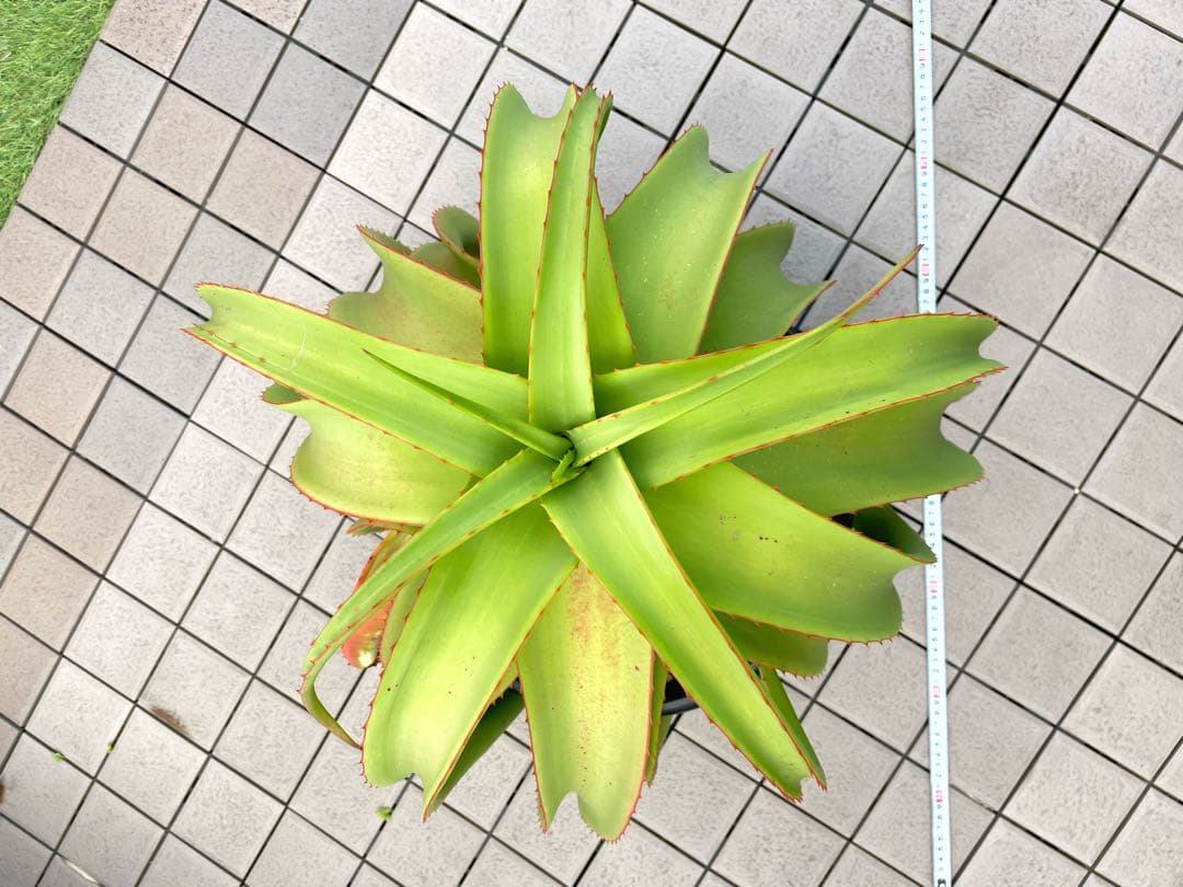 ※引き取り限定＊ 特大株‼︎‼︎ アロエバンバレニー