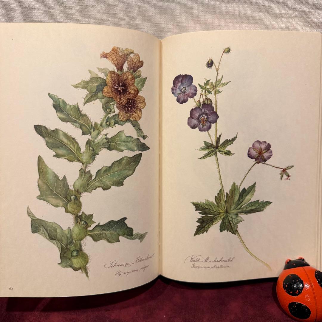 112⑤1963年ドイツElsa Flesko植物図鑑　ジャンクジャーナル