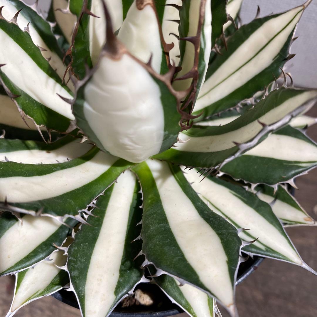 アガベ　ホリダ白中斑入　極上3