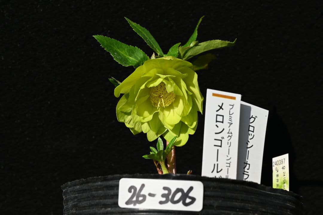 クリスマスローズ　初出品 グロッシーメロンゴールド　加藤農園