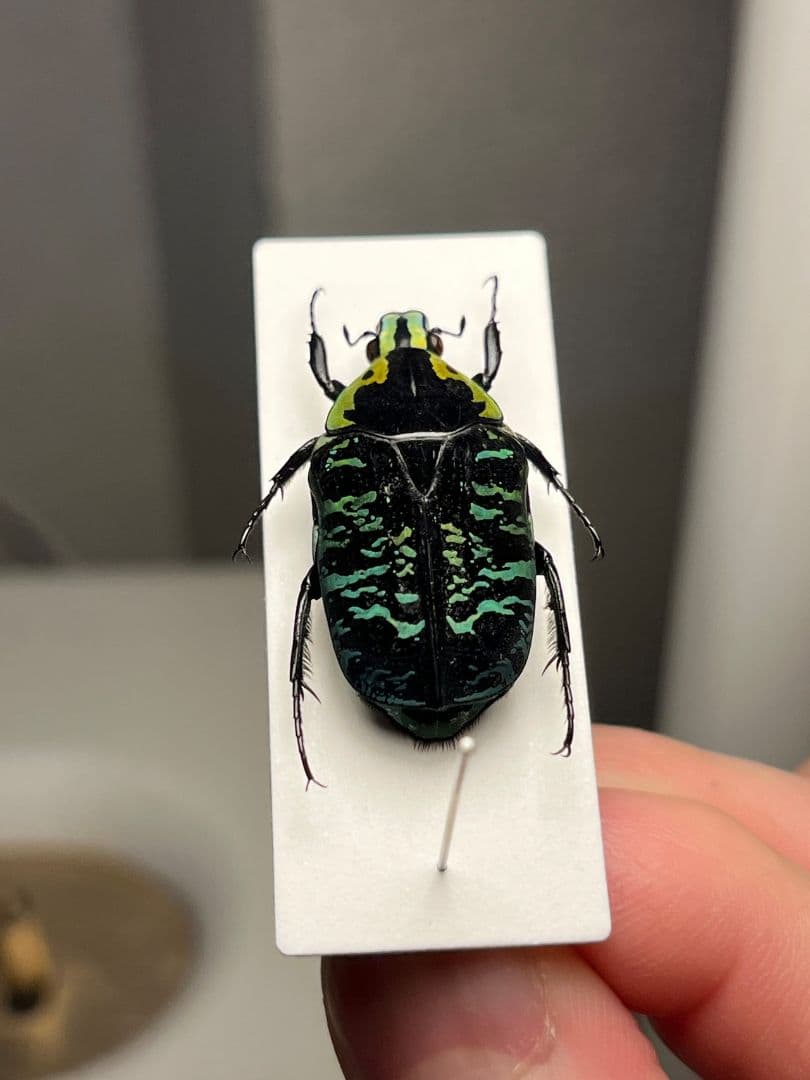 【28mm】サザナミマラガシーハナムグリ 標本 タマムシ プラチナコガネ ウグイ