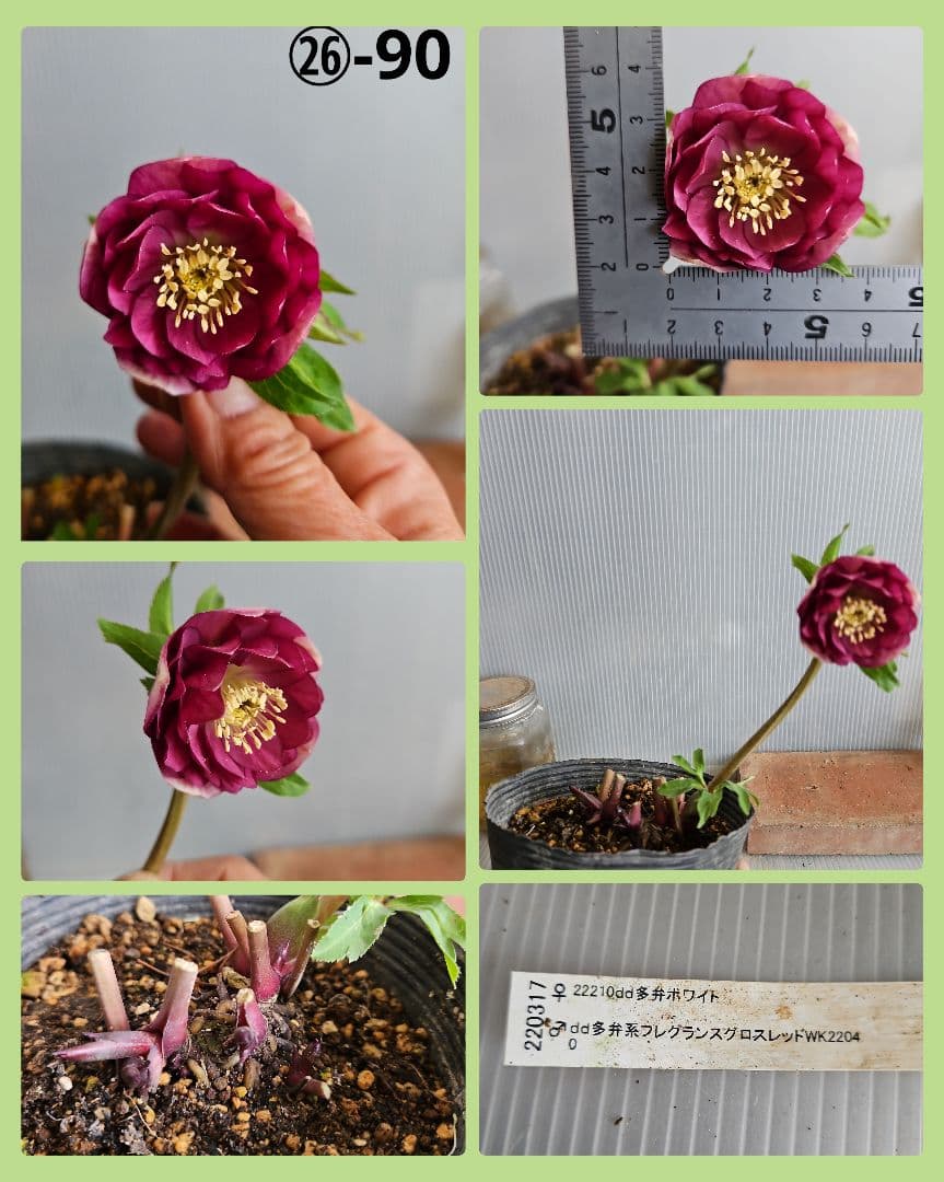 謙信様ご購入苗㉖-47㉖-52㉖-90クリスマスローズ