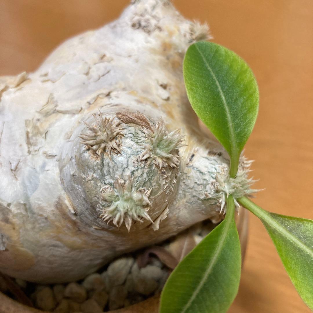 冬の値下げ❕パキポディウム　ブレビカウレ　恵比寿笑　鉢付き