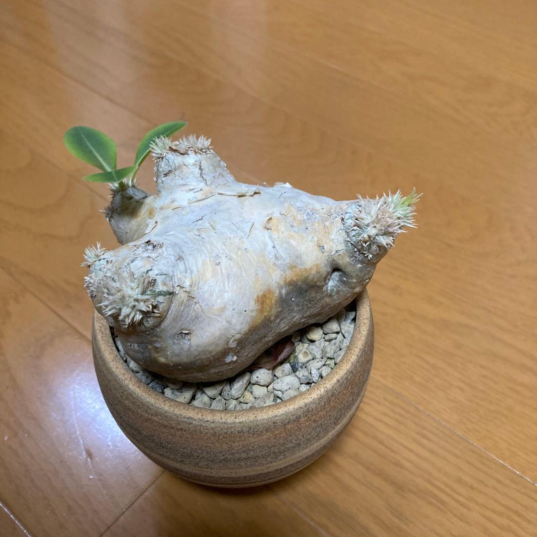 冬の値下げ❕パキポディウム　ブレビカウレ　恵比寿笑　鉢付き