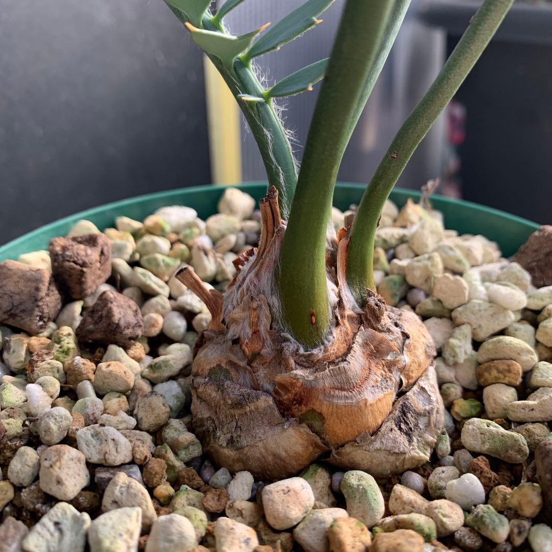 【南アフリカ産】エンセファラルトス・ホリダス（No3-3）