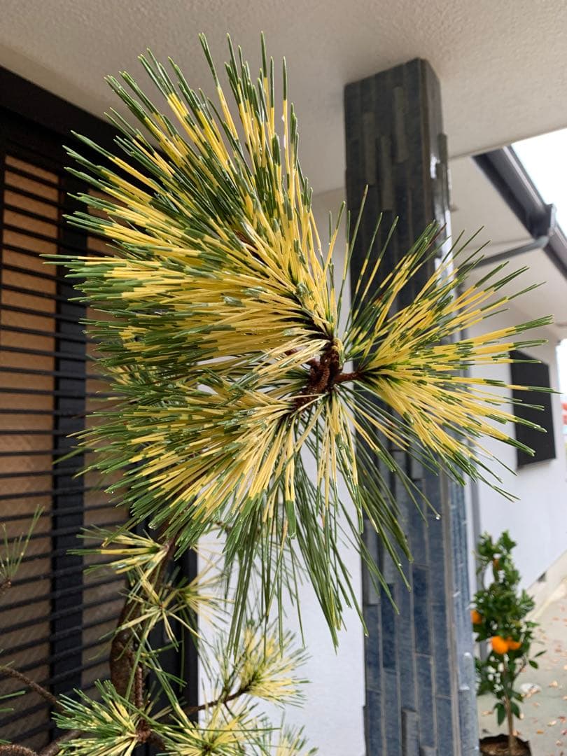 （取り引き限定）希少 蛇の目 五葉松 斑入り 花火 花吹雪