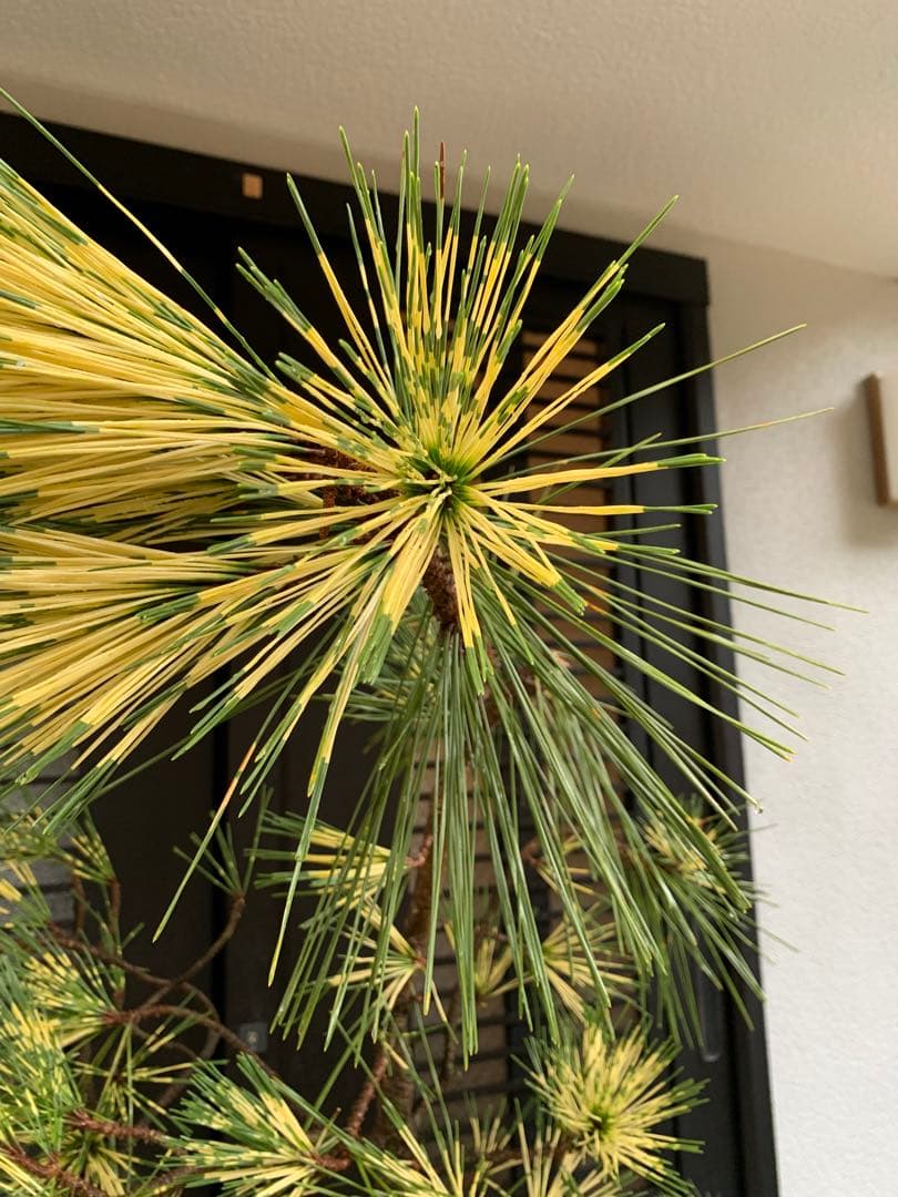 （取り引き限定）希少 蛇の目 五葉松 斑入り 花火 花吹雪