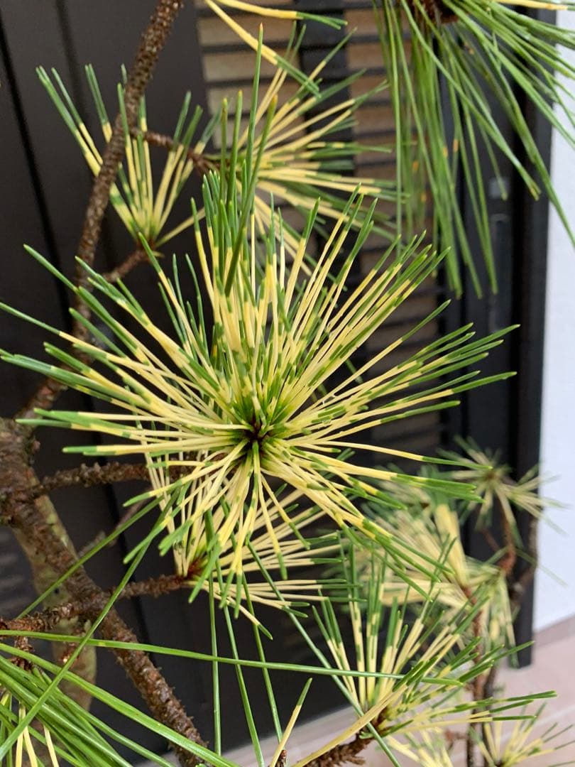 （取り引き限定）希少 蛇の目 五葉松 斑入り 花火 花吹雪