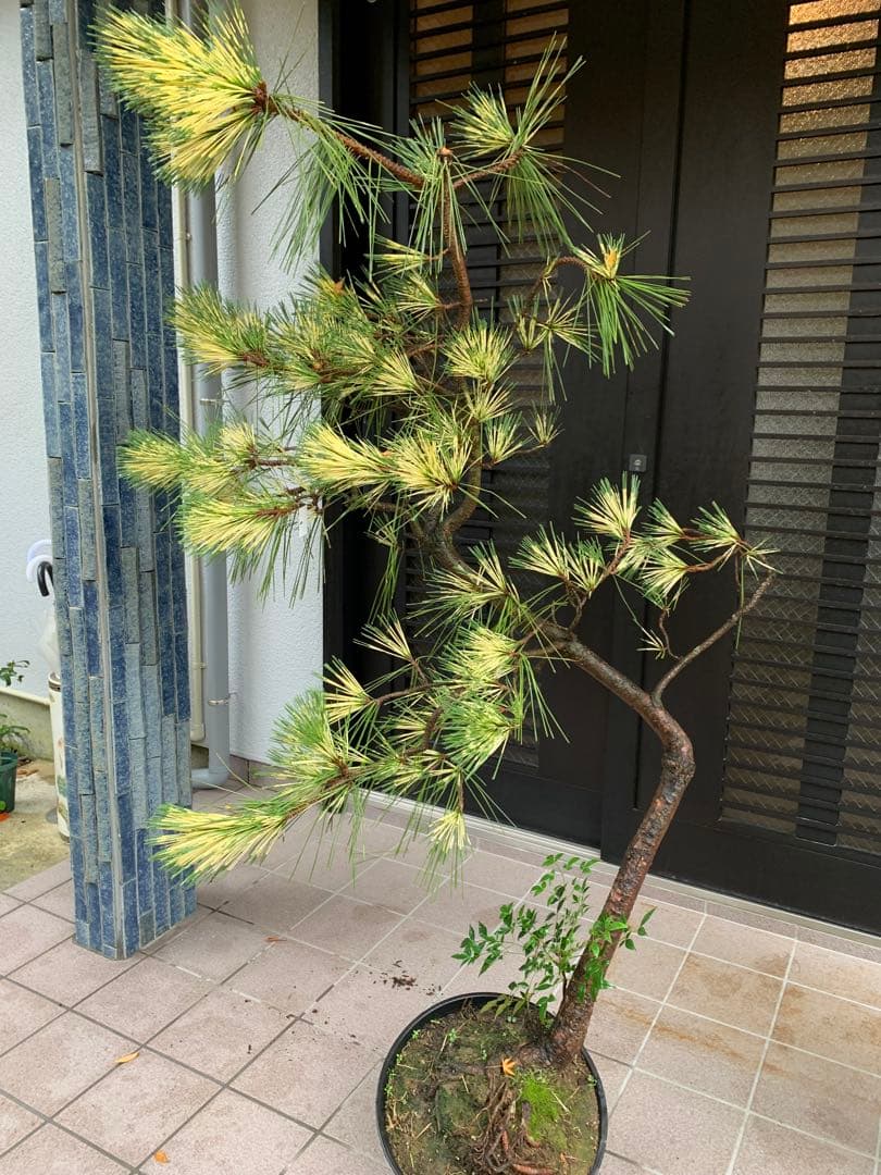 （取り引き限定）希少 蛇の目 五葉松 斑入り 花火 花吹雪
