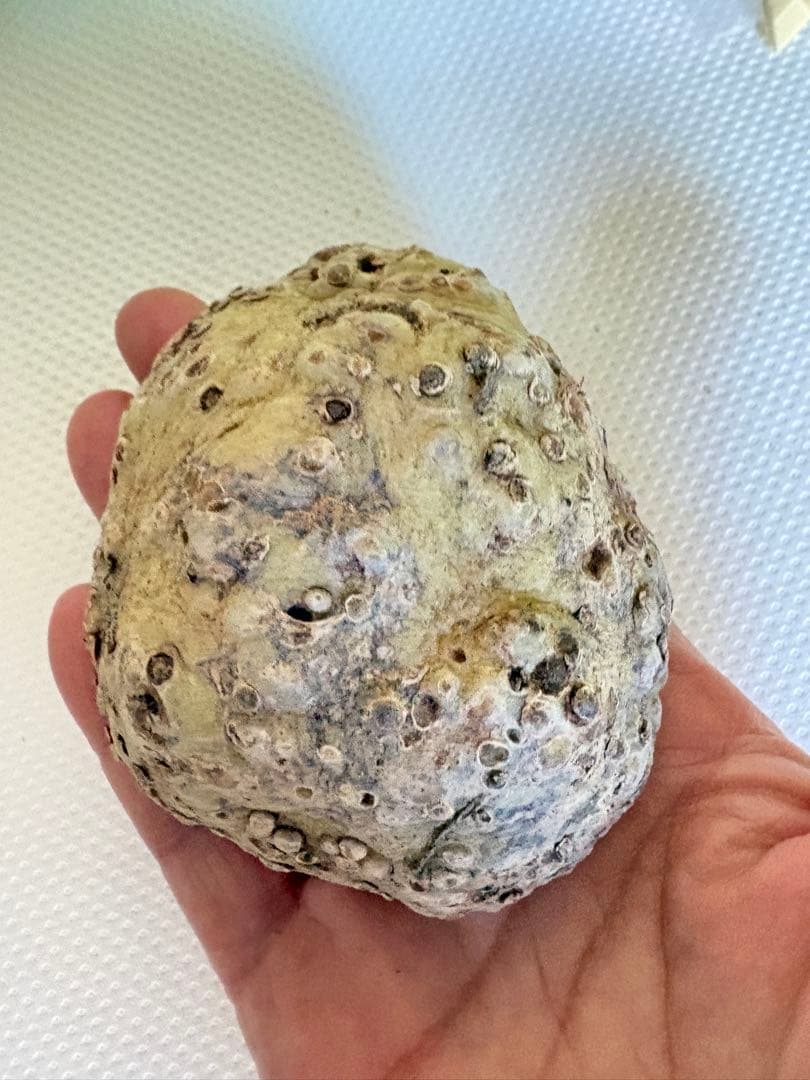 竜卵窟ブラキステルマ バーベラエ (Brachystelma barberae)