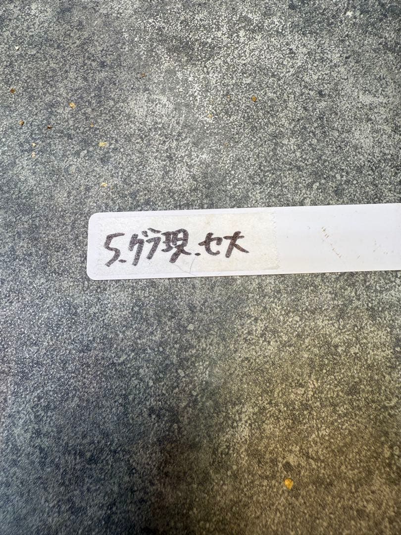 パキポディウム　グラキリス　現地球　発根済み　現05