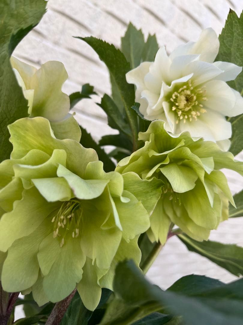 クリスマスローズ　八重　ダブル　５号　４鉢セット　現物　2月１日撮影　Ｂ