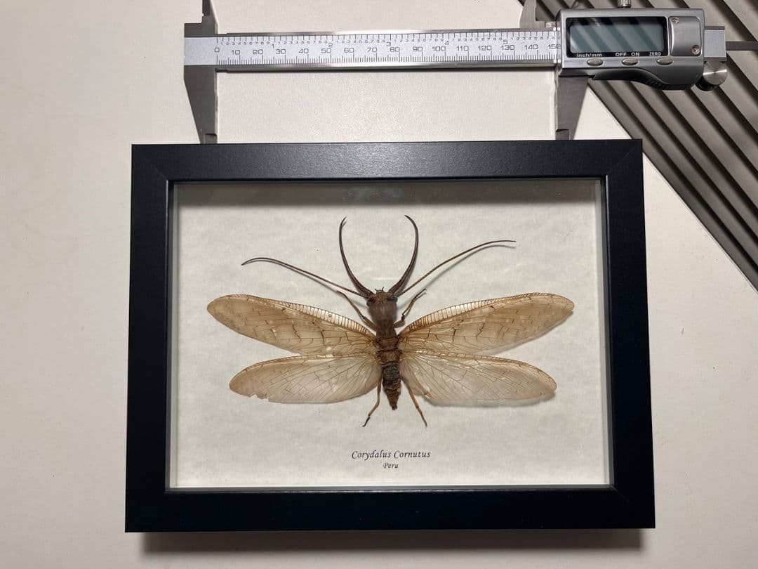 【顎特大】オオアゴヘビトンボ ペルー産 奇蟲 タランチュラ ムカデ 標本