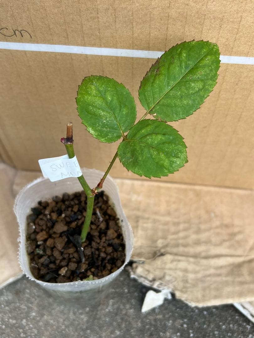 「Hi33」 切り花品種バラ苗　レアバラ 2点