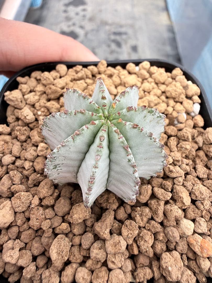 特白白衣ホリダ　ユーフォルビア　バリダ　オベサ