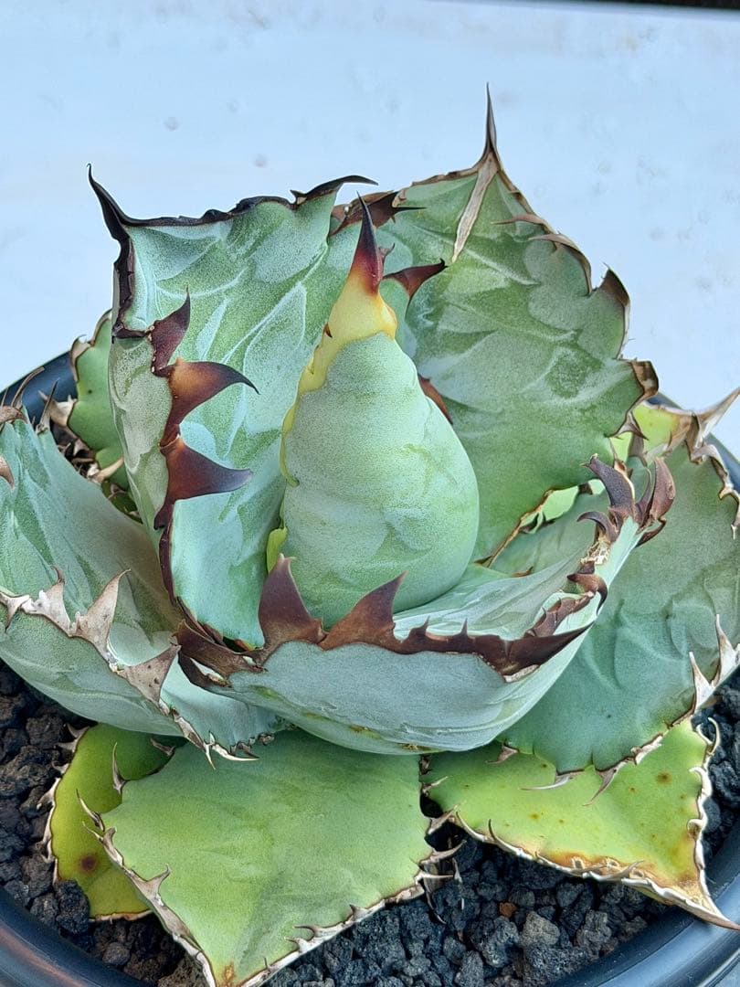 アガベチタノタ　ビースト　カクタスグリーン　大株　親株　5号鉢