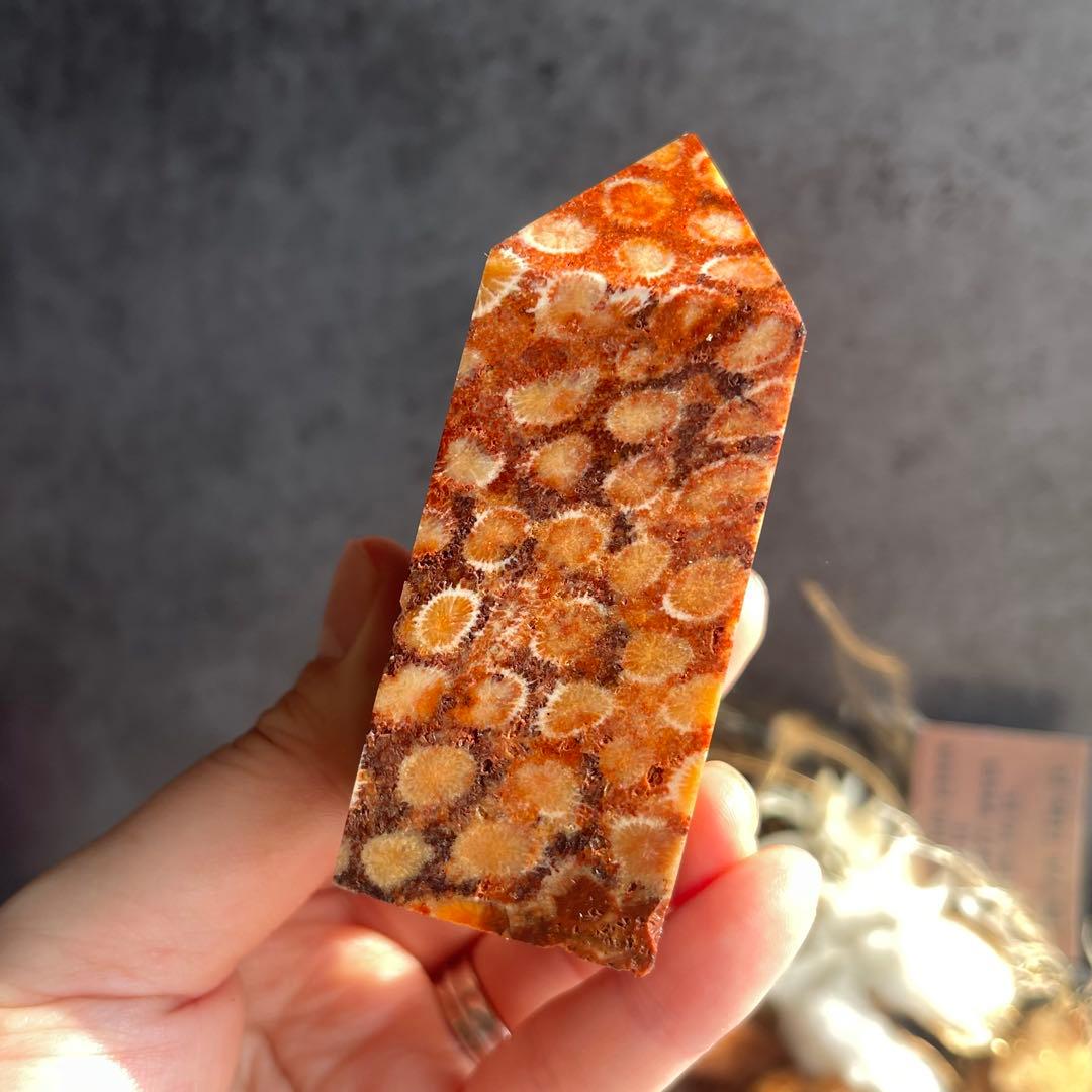 フォッシル コーラル 天然カラー ポイント