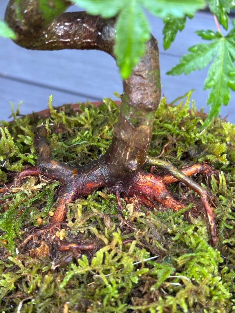 根張り良好な山モミジ盆栽　常滑鉢付き　紅葉盆栽　ヤマモミジ　鉢植え