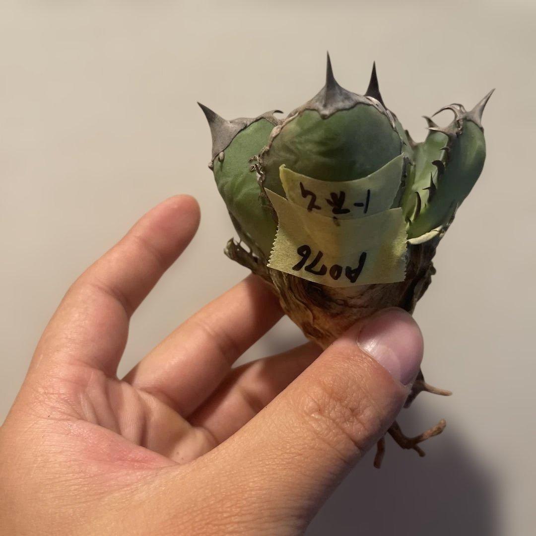 A076 アガベ オアハカワイルド血統 ノーネーム メルカリ便 東曜植