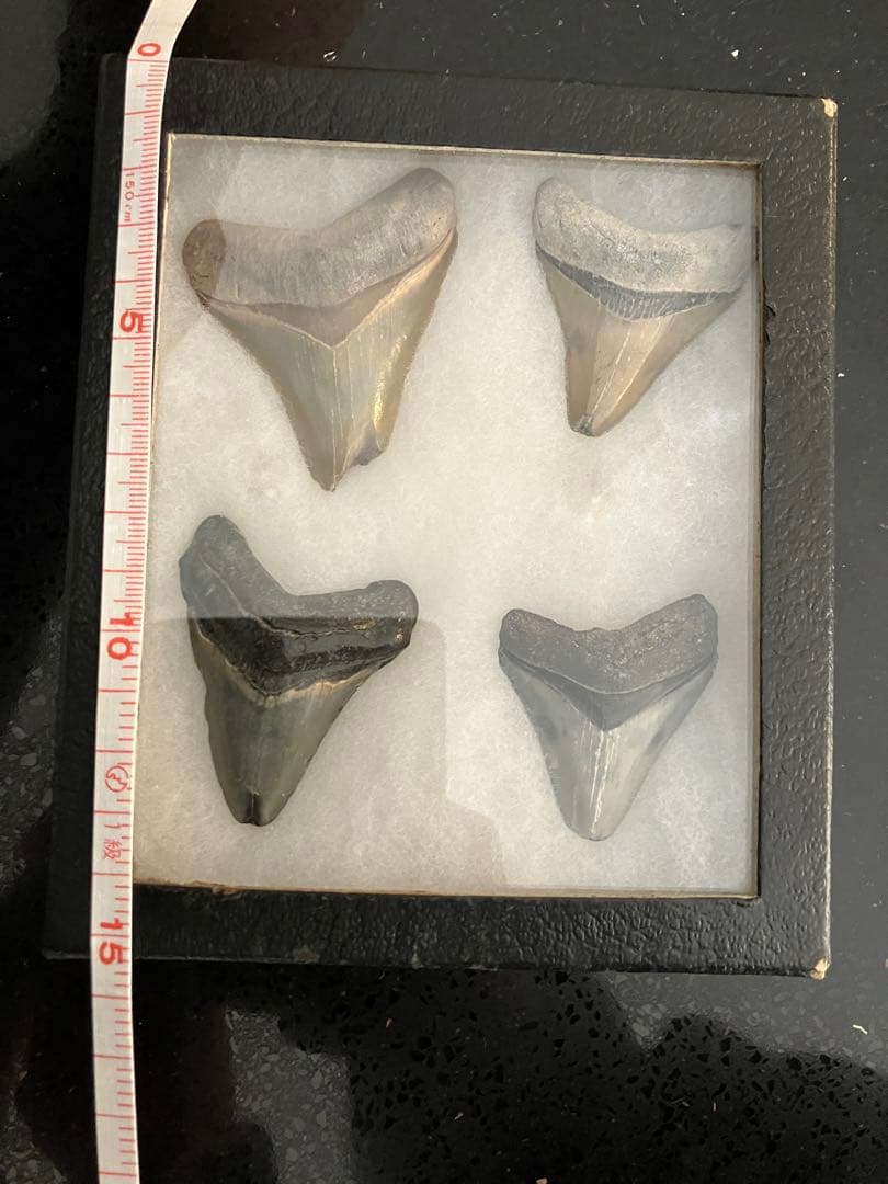 サメの歯　化石　4点ケース付き
