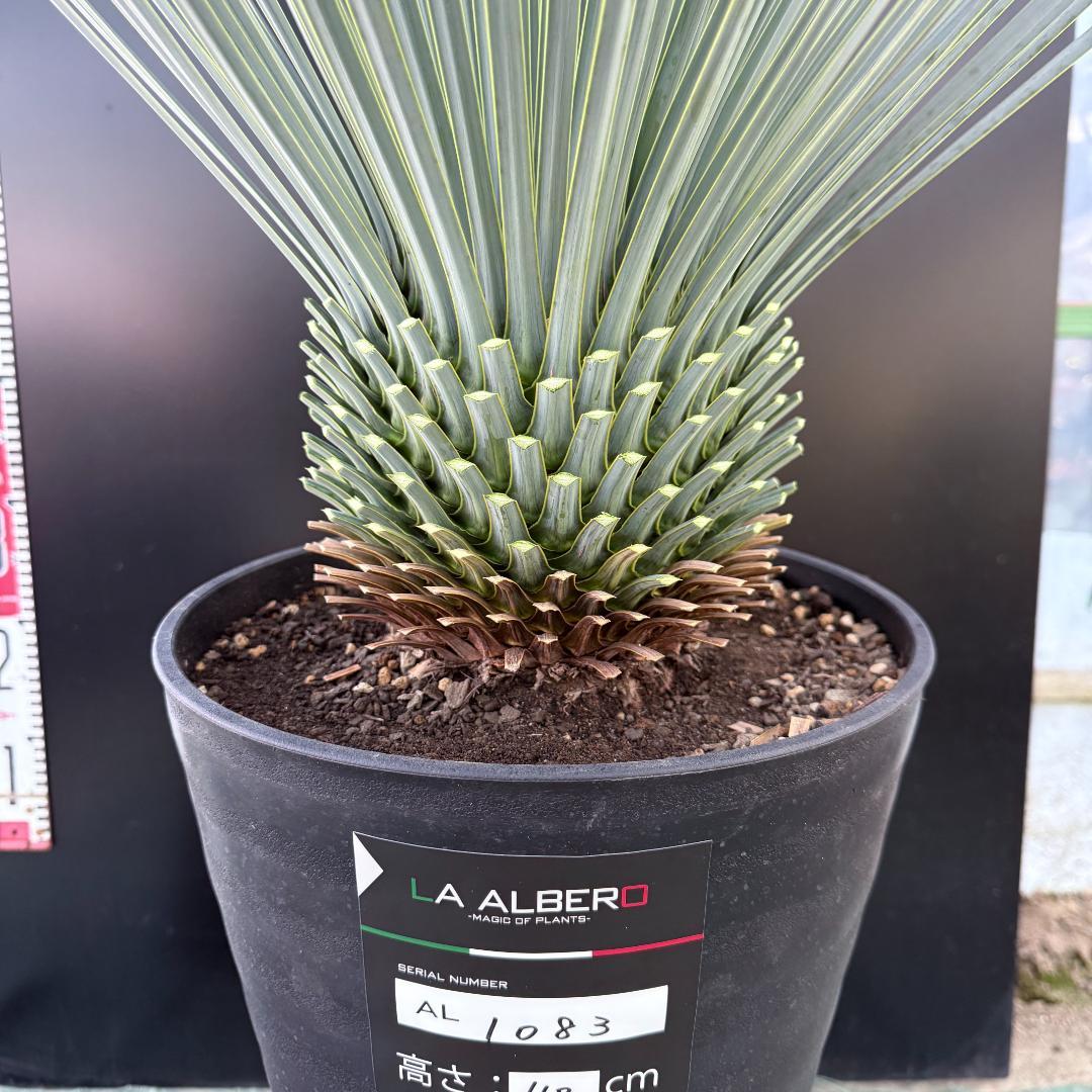 【AL1083】ユッカ　LA ALBERO　ランチョブルー　数量限定販売