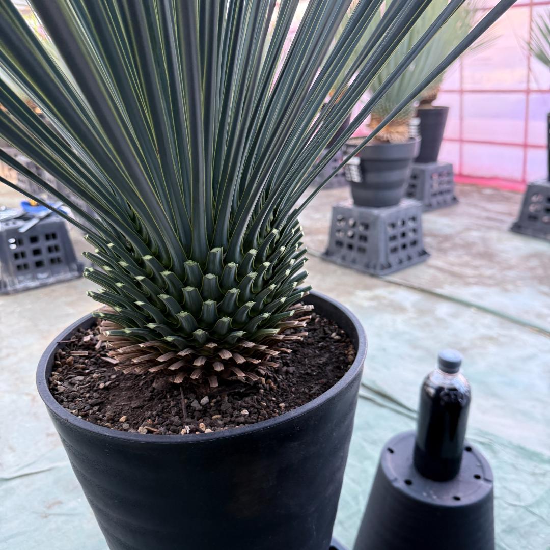 【AL1083】ユッカ　LA ALBERO　ランチョブルー　数量限定販売