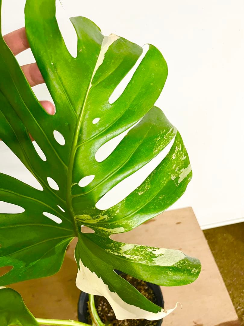 斑入り　モンステラ　デリシオーサ　艶姿　白
