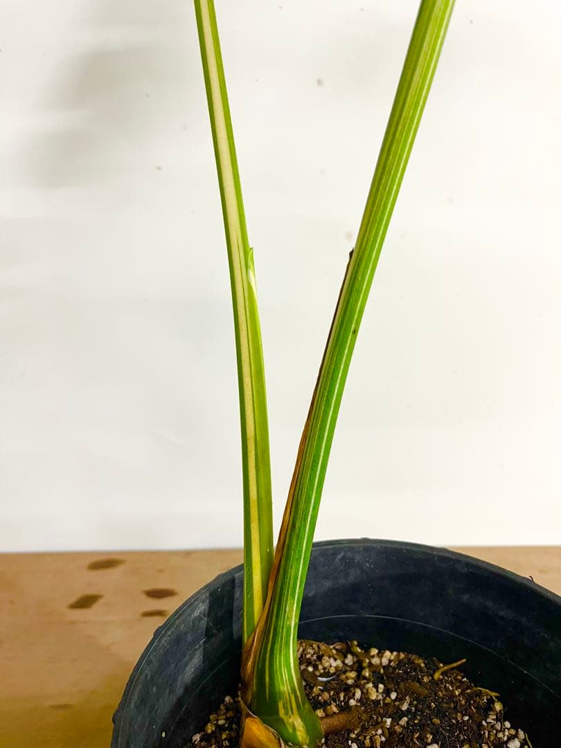 斑入り　モンステラ　デリシオーサ　艶姿　白