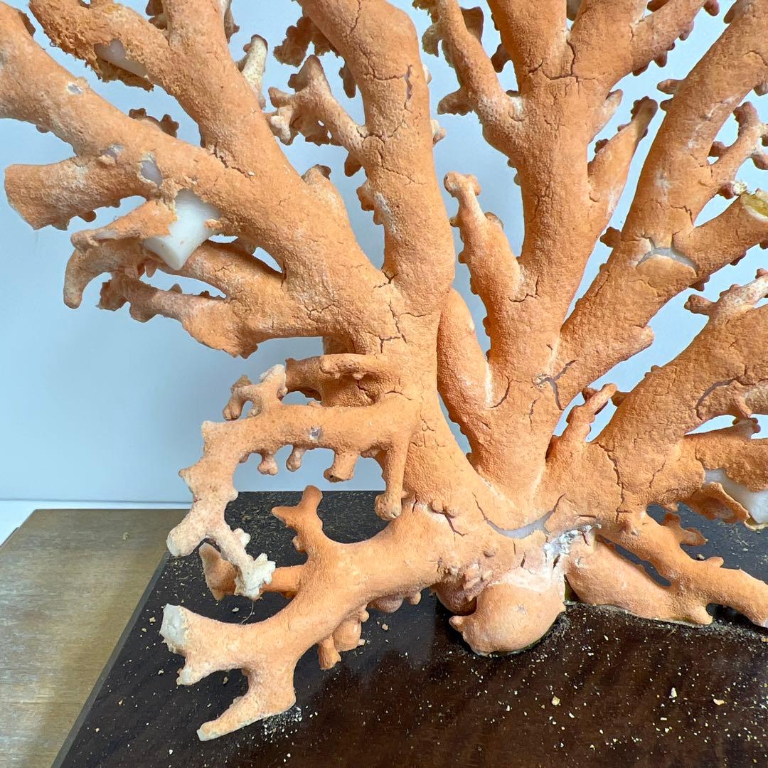 本珊瑚原木置物　ケース付　東Y8-0128②タカオ