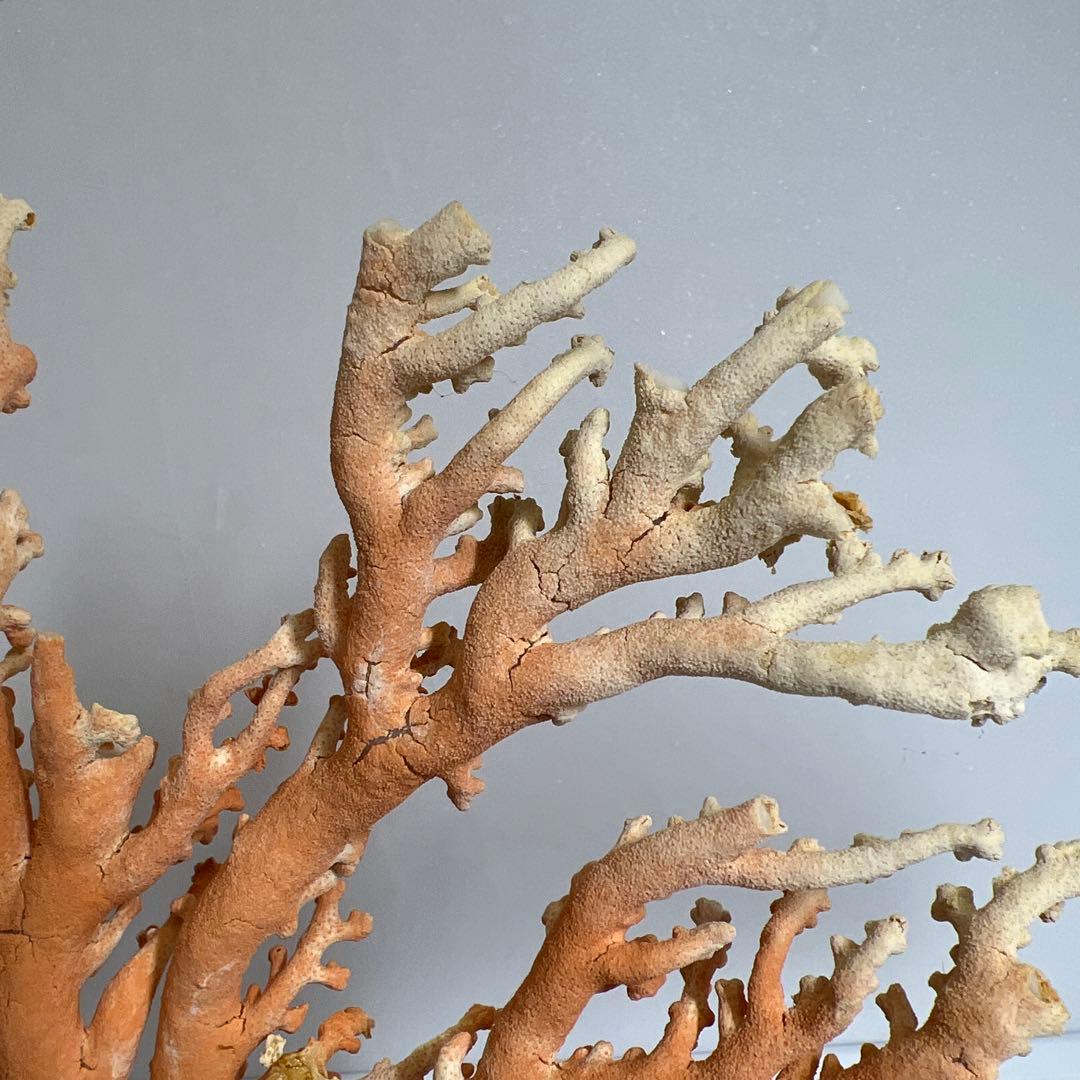 本珊瑚原木置物　ケース付　東Y8-0128②タカオ