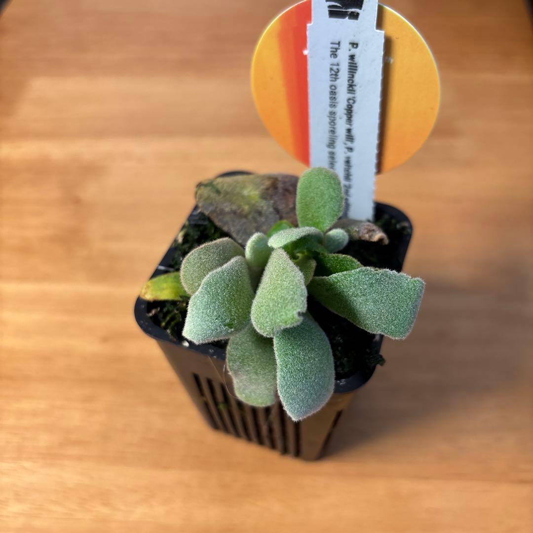 willinckii copper will × veitchii 2nd 脇芽