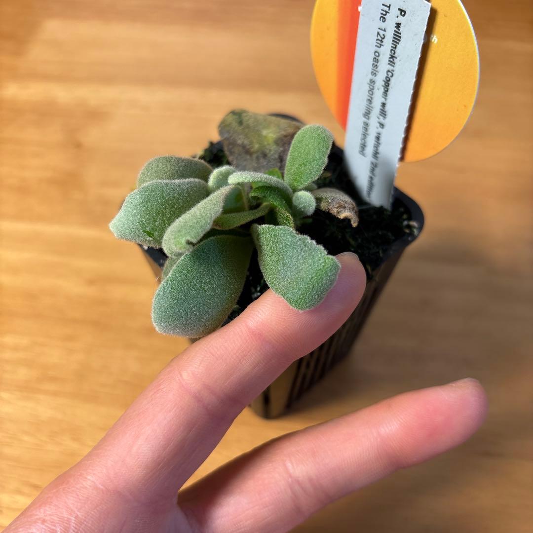 willinckii copper will × veitchii 2nd 脇芽