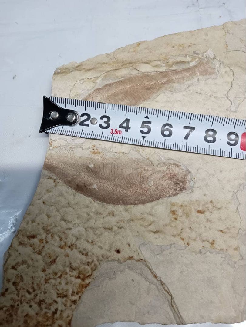 リコプテラ　ジュラ紀 硬骨魚綱 リコプテラ科　中国 遼寧省凌源県　2点　化石