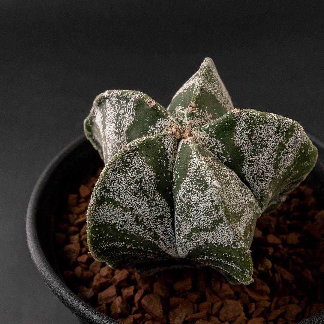 恩塚ランポー x 現地球 （国内実生） アストロフィツム #225