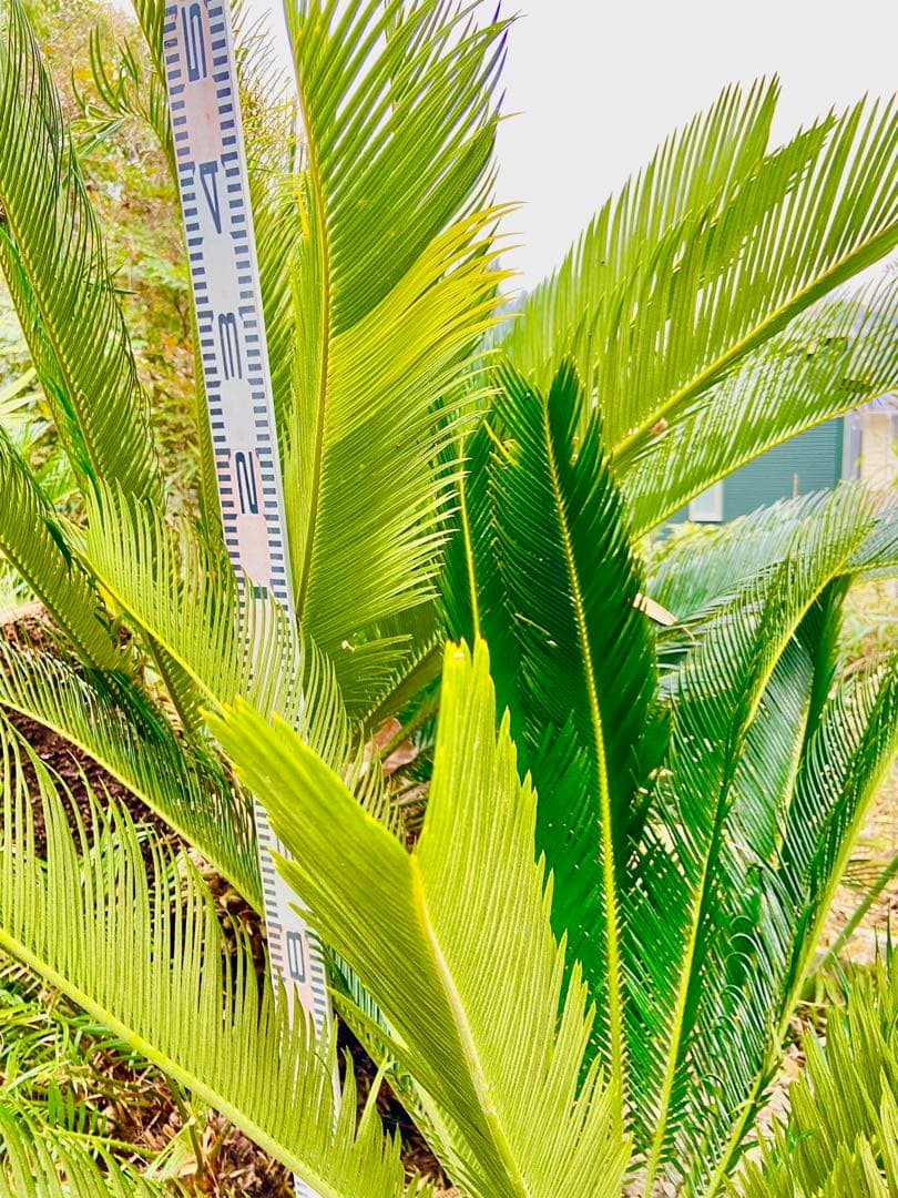 雌ソテツ　斑入ゴールド系　耐寒性