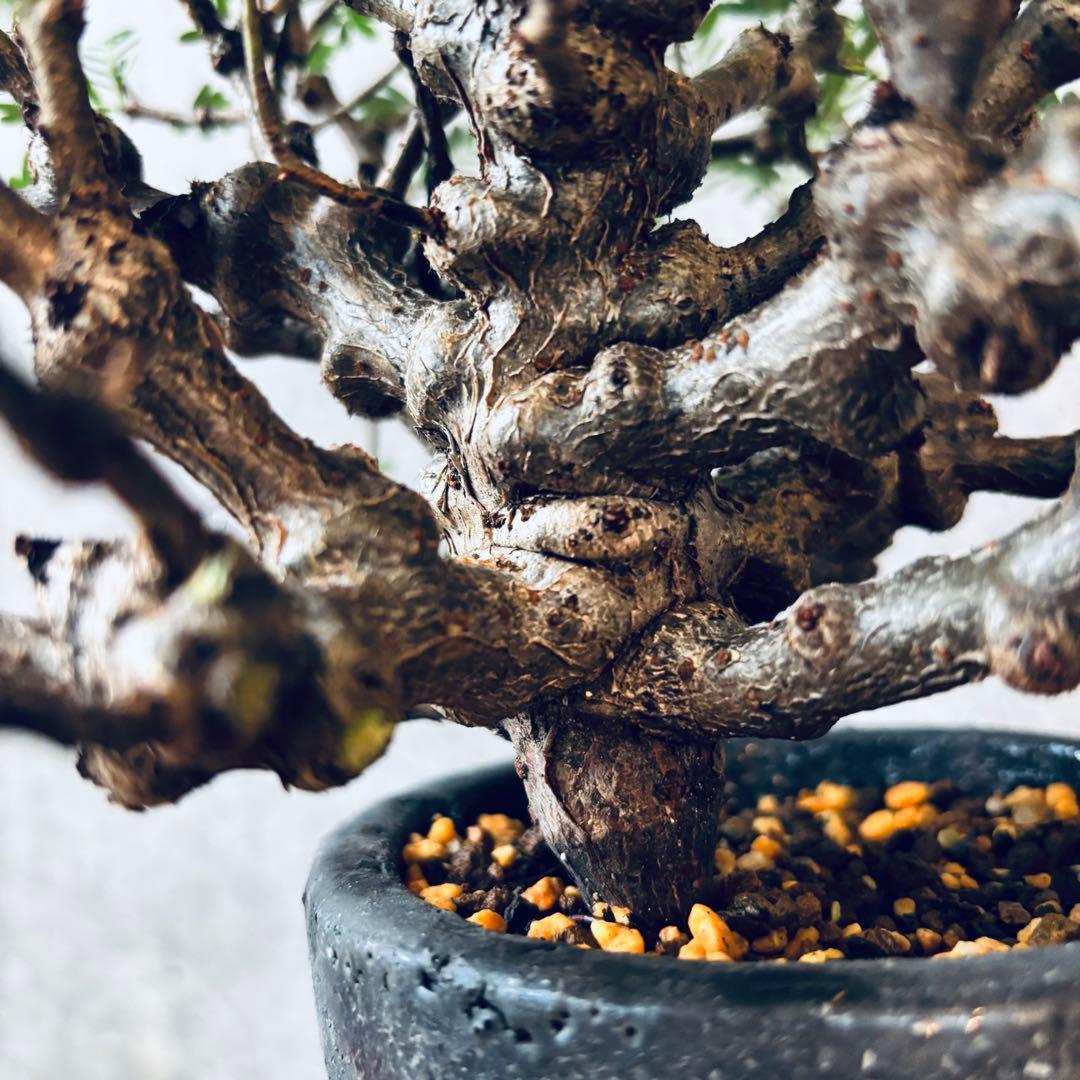 Masaさん専用グラキリス＋センナメリディオナリス