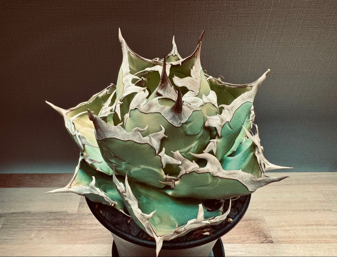 【親株】アガベ　チタノタ　蟹